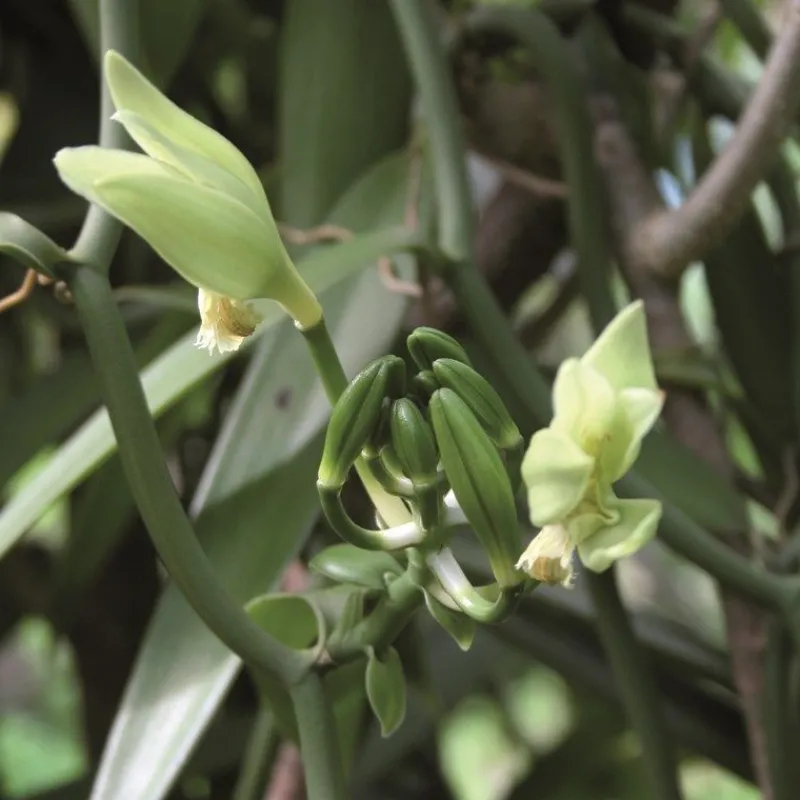 Les Ingrédients Du Pâtissier<Terre Exotique 2 gousses de Vanille Bourbon,