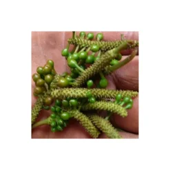 Épices & Condiments<Terre Exotique Poivre sauvage Voatsiperifery,