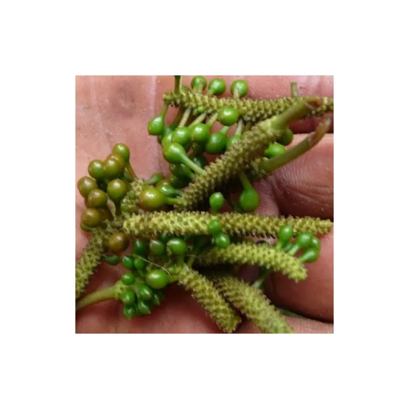 Épices & Condiments<Terre Exotique Poivre sauvage Voatsiperifery,