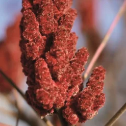 Épices & Condiments<Terre Exotique Sumac en poudre,